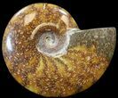 Cleoniceras Ammonite Fossil - Madagascar #44475-1